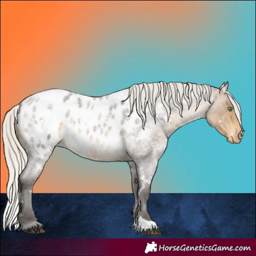 Horse Color:White Spotted Silver Buckskin Roan Appaloosa 