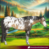 Horse Color:White Spotted Buckskin Sabino Blanket Rabicano 