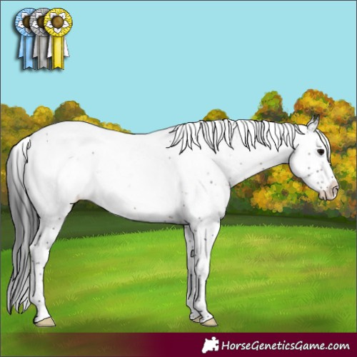 Horse Color:Brown Sabino Appaloosa 
