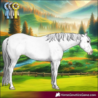 Horse Color:Brown Sabino Appaloosa 
