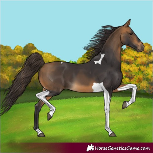 Horse Color:Buckskin Tobiano 