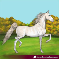 Horse Color:Perlino Sabino and Perlino Sabino Frame