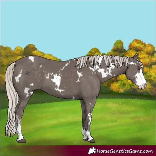 Horse Color:White Spotted Silver Smoky Black Sabino 