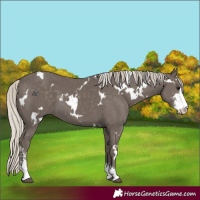 Horse Color:White Spotted Silver Smoky Black Sabino 