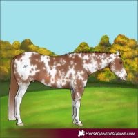 Horse Color:White Spotted Chestnut Sabino 