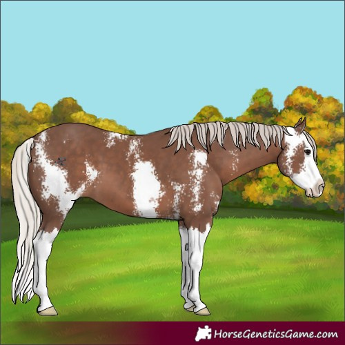 Horse Color:Silver Black Sabino Splash 
