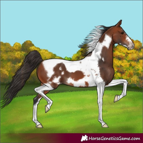 Horse Color:Bay Tobiano Frame 