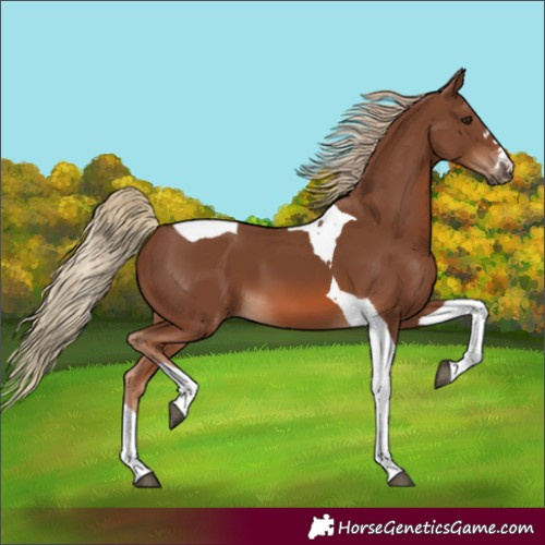 Horse Color:Chestnut Tobiano 