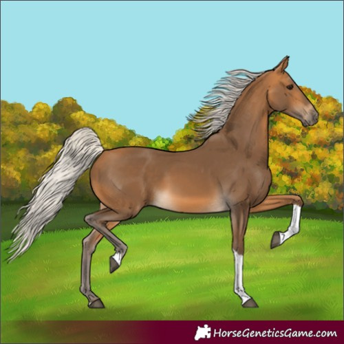 Horse Color:Unknown 