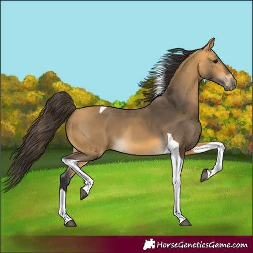 Horse Color:Unknown 