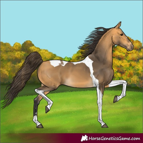 Horse Color:Buckskin Tobiano 