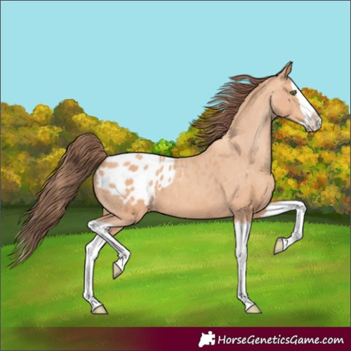 Horse Color:Amber Champagne Splash Appaloosa 
