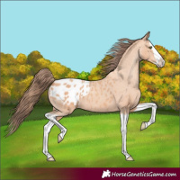 Horse Color:Amber Champagne Splash Blanket 