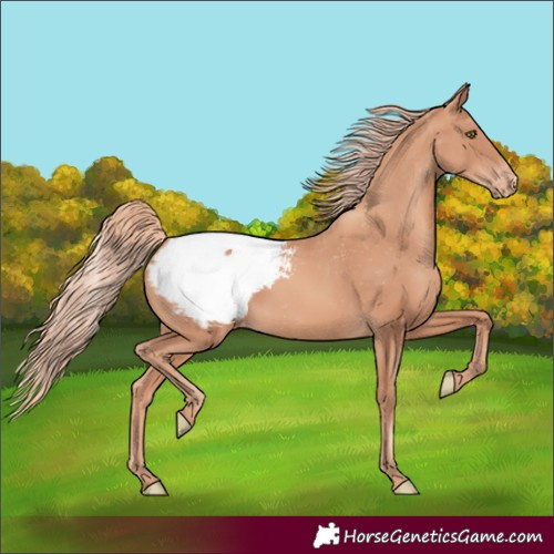 Horse Color:Gold Champagne Snowcap 