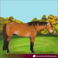 Horse Color:Gray Buckskin 