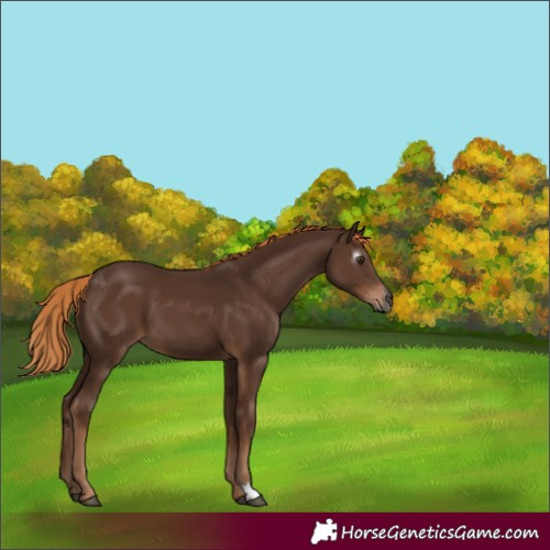 Horse Color:Gray Chestnut