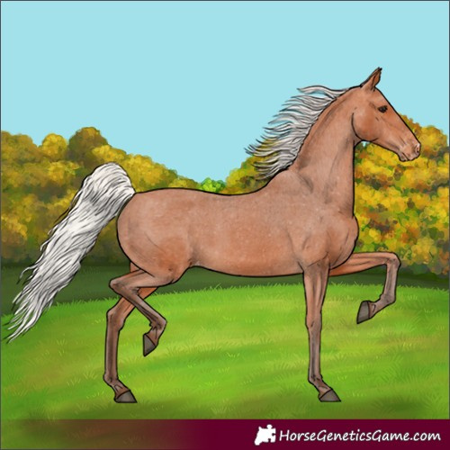 Horse Color:Silver Bay Varnish