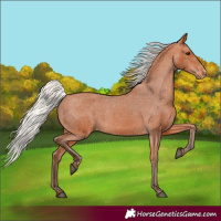 Horse Color:Silver Bay Varnish 