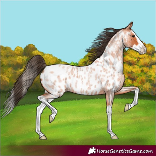 Horse Color:Bay Roan Splash Appaloosa 