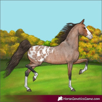 Horse Color:Bay Roan Splash Blanket 
