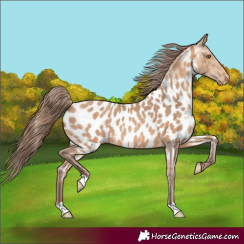 Horse Color:Amber Champagne Near Leopard 