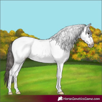 Horse Color:White Spotted Smoky Black Frame Appaloosa