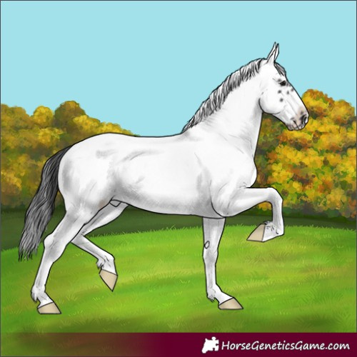 Horse Color:White Spotted Black Frame Appaloosa 
