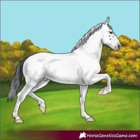 Horse Color:White Spotted Black Frame Appaloosa 