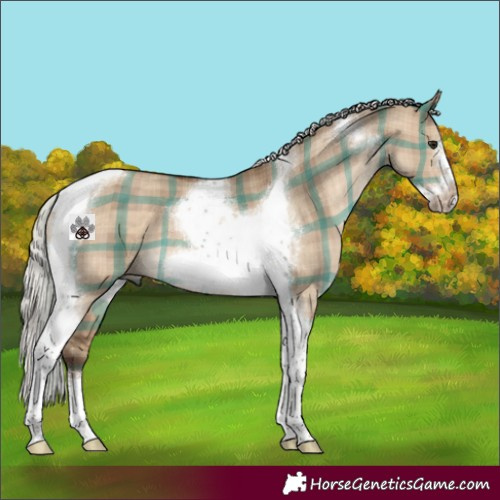 Horse Color:Plaid  Silver Brown Dun Tobiano Frame 