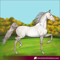 Horse Color:Gray Gold Cream Champagne Roan Pearl Dun 