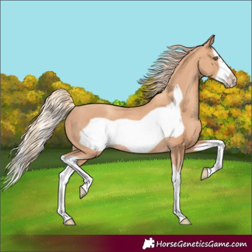 Horse Color:Gold Champagne Splash Frame Rabicano