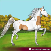 Horse Color:Palomino Splash Tobiano