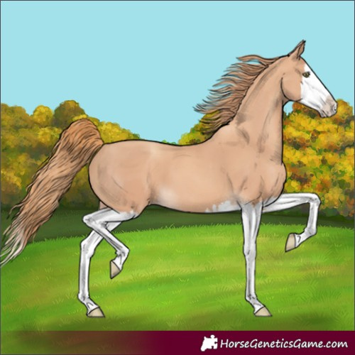 Horse Color:Gold Champagne Splash 