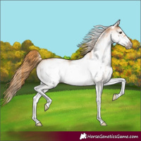 Horse Color:White Spotted Chestnut Frame