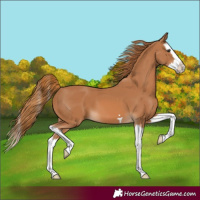 Horse Color:Chestnut Splash