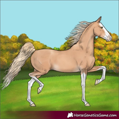 Horse Color:Gold Champagne Splash