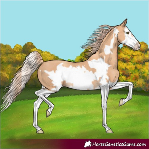Horse Color:Gold Champagne Splash Frame 