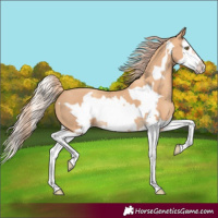 Horse Color:Gold Champagne Splash Frame