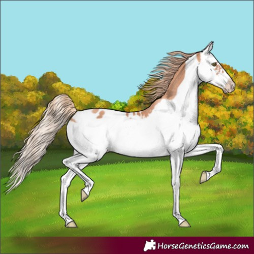Horse Color:Gold Champagne Splash Frame Blanket