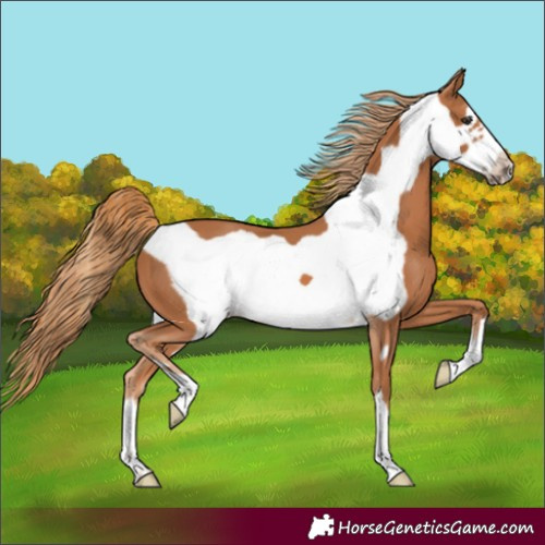 Horse Color:Chestnut Frame 