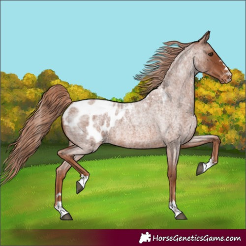 Horse Color:Red Roan Blanket 