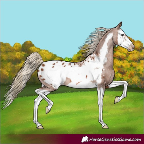 Horse Color:Chestnut Splash Frame Blanket