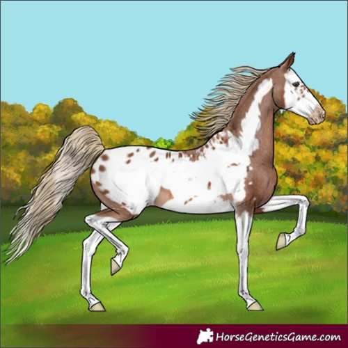 Horse Color:Chestnut Splash Frame Appaloosa 
