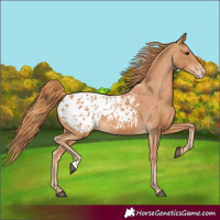 Horse Color:Chestnut Blanket