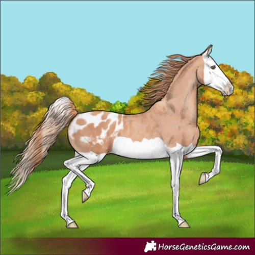 Horse Color:Gold Champagne Splash Blanket 