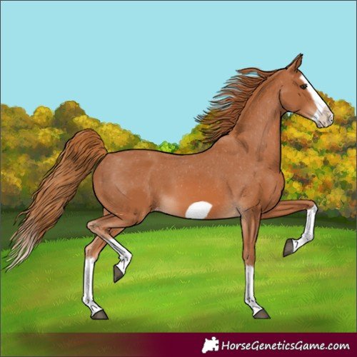 Horse Color:Chestnut Splash Frame Varnish 