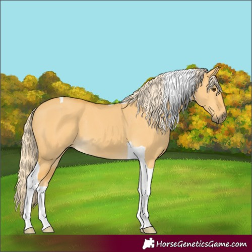 Horse Color:Palomino Dun Tobiano 