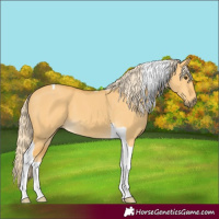 Horse Color:Palomino Dun Tobiano 