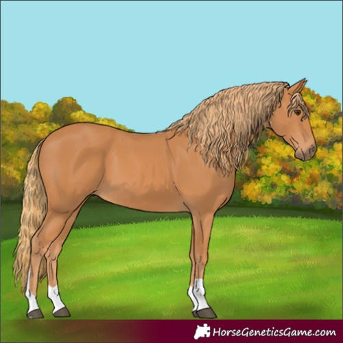 Horse Color:Chestnut Tobiano 