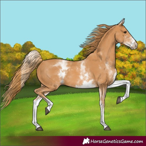 Horse Color:White Spotted Chestnut